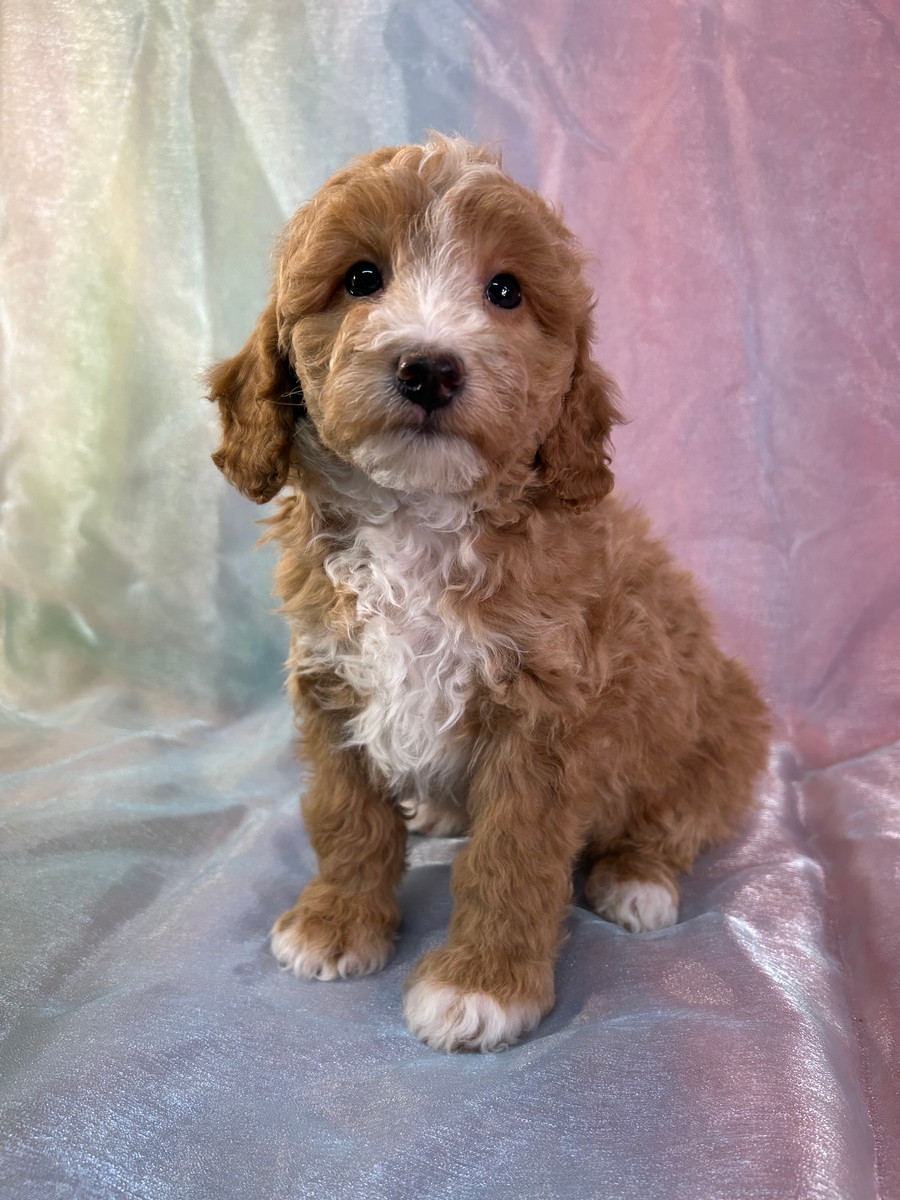 Male Bichon Poodle Puppy for Sale DOB 1-4-2026 $950